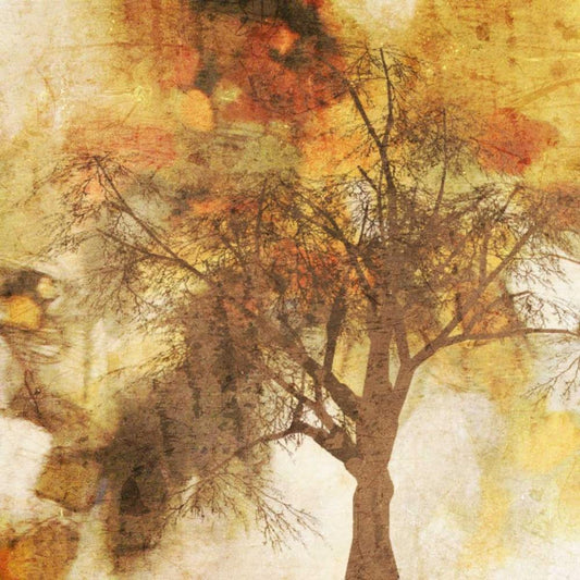 Image Only