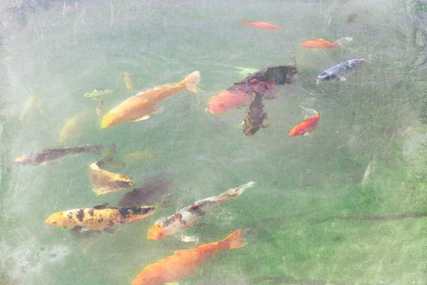 Koi Reflections I Black Ornate Wood Framed Art Print with Double Matting by Ludwig, Alicia