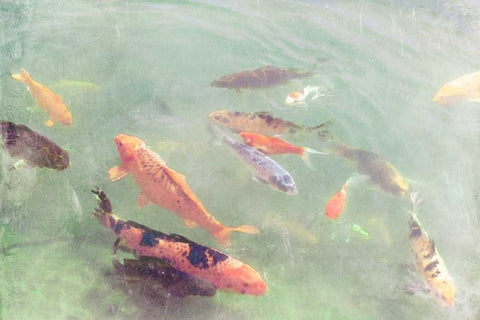 Koi Reflections II White Modern Wood Framed Art Print with Double Matting by Ludwig, Alicia