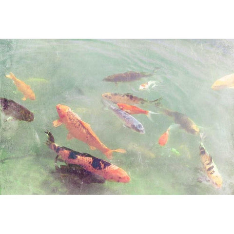 Koi Reflections II White Modern Wood Framed Art Print by Ludwig, Alicia