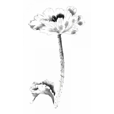 Ink Poppy Black Modern Wood Framed Art Print with Double Matting by Rae, Nan