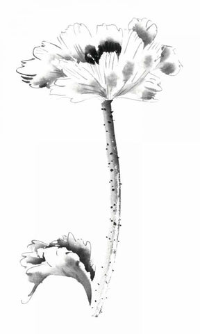 Ink Poppy Black Ornate Wood Framed Art Print with Double Matting by Rae, Nan