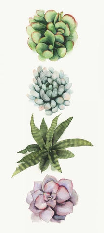 Row of Succulents II Black Ornate Wood Framed Art Print with Double Matting by Popp, Grace