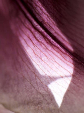 Lily Dusk I Black Ornate Wood Framed Art Print with Double Matting by Nourock, Jonathan