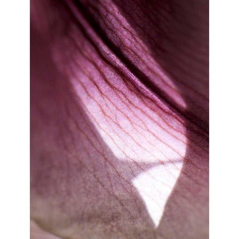 Lily Dusk I Black Modern Wood Framed Art Print by Nourock, Jonathan