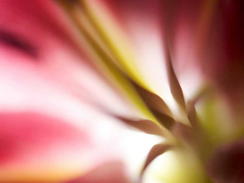 Macro Stargazer I White Modern Wood Framed Art Print with Double Matting by Nourock, Jonathan