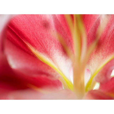 Macro Stargazer II White Modern Wood Framed Art Print by Nourock, Jonathan