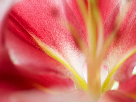 Macro Stargazer II Black Ornate Wood Framed Art Print with Double Matting by Nourock, Jonathan