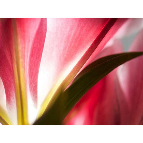 Macro Stargazer III White Modern Wood Framed Art Print by Nourock, Jonathan