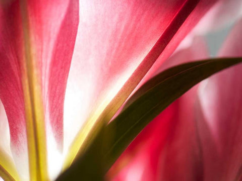 Macro Stargazer III White Modern Wood Framed Art Print with Double Matting by Nourock, Jonathan