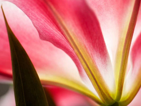 Macro Stargazer IV White Modern Wood Framed Art Print with Double Matting by Nourock, Jonathan