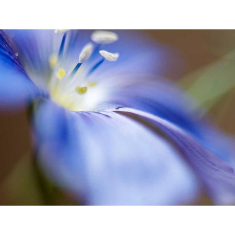 Blue Flax II Black Modern Wood Framed Art Print by Nourock, Jonathan