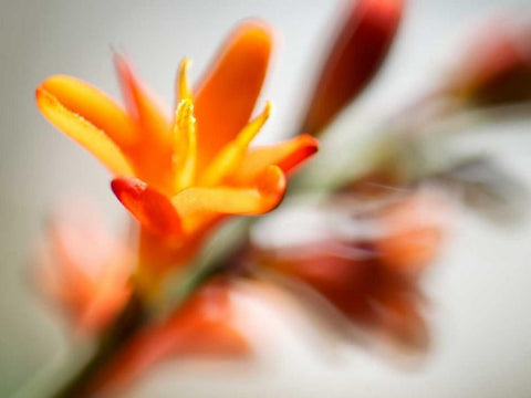 Open Sunshine I Black Ornate Wood Framed Art Print with Double Matting by Nourock, Jonathan