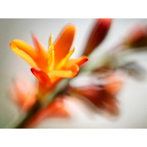 Open Sunshine I Black Modern Wood Framed Art Print with Double Matting by Nourock, Jonathan