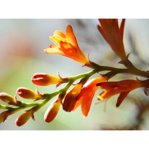 Open Sunshine II Black Modern Wood Framed Art Print with Double Matting by Nourock, Jonathan