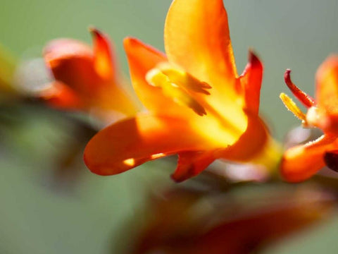 Open Sunshine III Black Ornate Wood Framed Art Print with Double Matting by Nourock, Jonathan