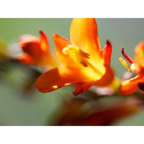 Open Sunshine III White Modern Wood Framed Art Print by Nourock, Jonathan