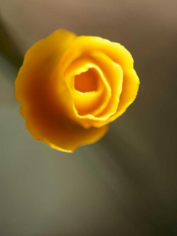 California Poppy II White Modern Wood Framed Art Print with Double Matting by Nourock, Jonathan