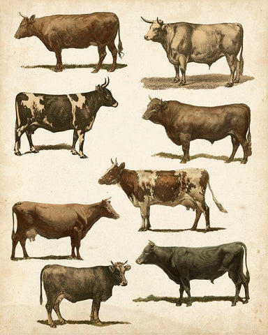 Antique Cow Chart White Modern Wood Framed Art Print with Double Matting by Vision Studio