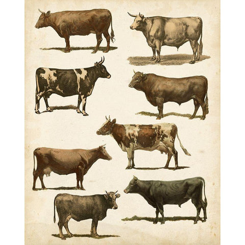 Antique Cow Chart White Modern Wood Framed Art Print by Vision Studio