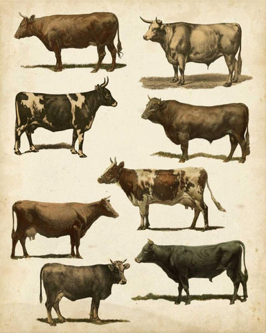 Antique Cow Chart White Modern Wood Framed Art Print with Double Matting by Vision Studio