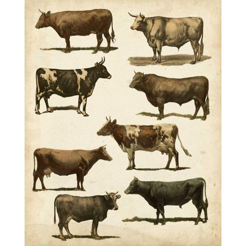 Antique Cow Chart Gold Ornate Wood Framed Art Print with Double Matting by Vision Studio