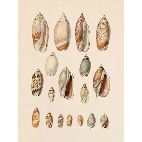 Cone Shell Display I White Modern Wood Framed Art Print by Goldberger, Jennifer