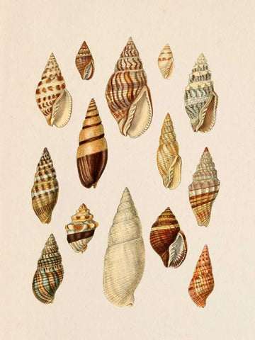 Cone Shell Display II Black Ornate Wood Framed Art Print with Double Matting by Goldberger, Jennifer