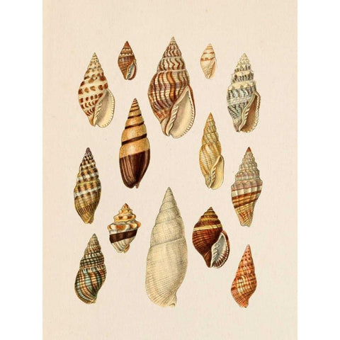 Cone Shell Display II White Modern Wood Framed Art Print by Goldberger, Jennifer