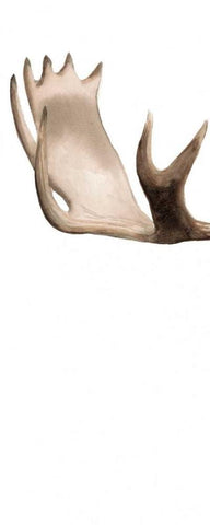 Triptych Moose I White Modern Wood Framed Art Print with Double Matting by Popp, Grace