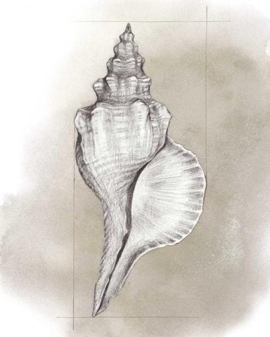 Shell Diagram I Black Ornate Wood Framed Art Print with Double Matting by Popp, Grace