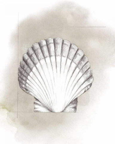 Shell Diagram II Black Ornate Wood Framed Art Print with Double Matting by Popp, Grace