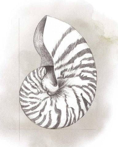 Shell Diagram III Black Ornate Wood Framed Art Print with Double Matting by Popp, Grace