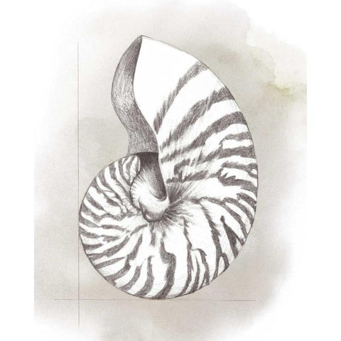 Shell Diagram III Black Modern Wood Framed Art Print with Double Matting by Popp, Grace