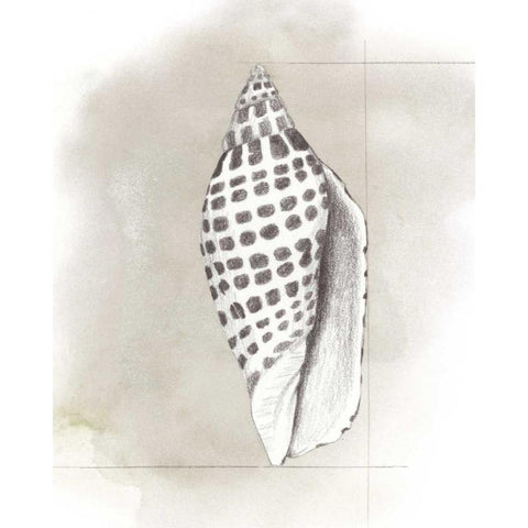 Shell Diagram IV Black Modern Wood Framed Art Print with Double Matting by Popp, Grace