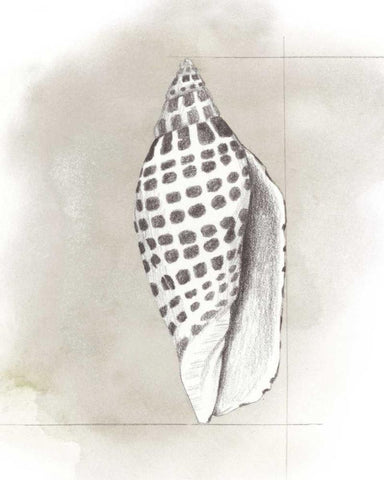 Shell Diagram IV White Modern Wood Framed Art Print with Double Matting by Popp, Grace