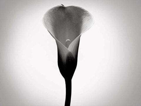 Calla Lily Studies I Black Ornate Wood Framed Art Print with Double Matting by McLoughlin, James