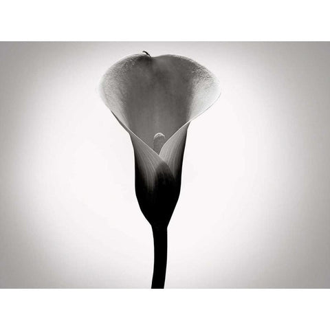 Calla Lily Studies I Black Modern Wood Framed Art Print with Double Matting by McLoughlin, James