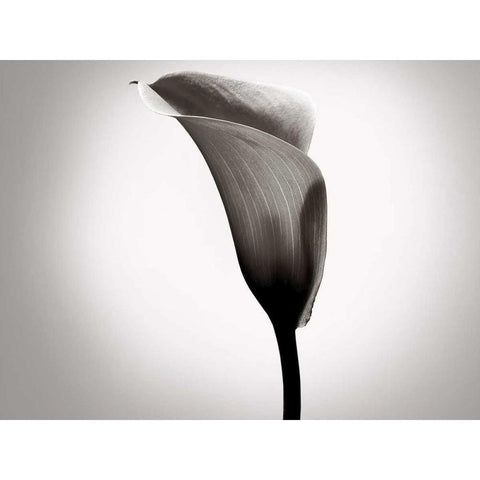 Calla Lily Studies II White Modern Wood Framed Art Print by McLoughlin, James
