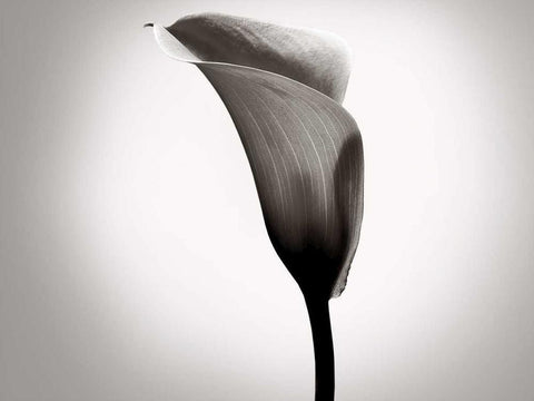 Calla Lily Studies II Black Ornate Wood Framed Art Print with Double Matting by McLoughlin, James