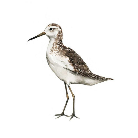 Sea Bird VI White Modern Wood Framed Art Print by Popp, Grace