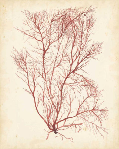 Watercolor Sea Grass I White Modern Wood Framed Art Print with Double Matting by Popp, Grace