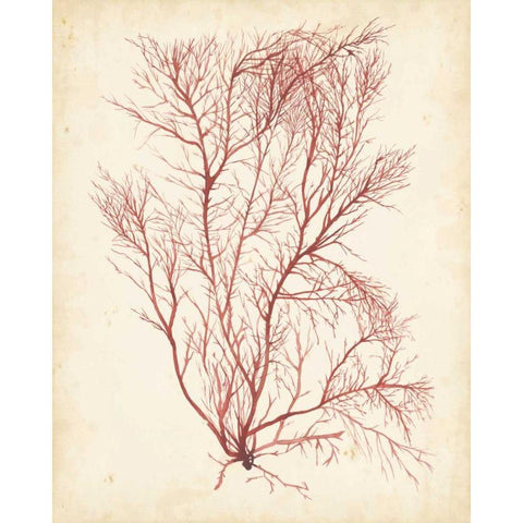 Watercolor Sea Grass I Black Modern Wood Framed Art Print by Popp, Grace