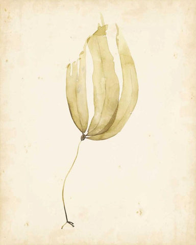 Watercolor Sea Grass III Black Ornate Wood Framed Art Print with Double Matting by Popp, Grace