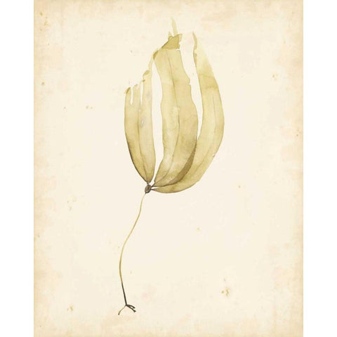 Watercolor Sea Grass III Black Modern Wood Framed Art Print by Popp, Grace