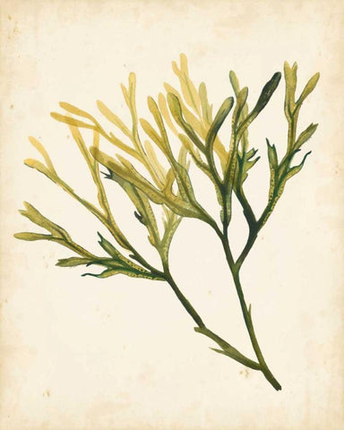 Watercolor Sea Grass V Black Ornate Wood Framed Art Print with Double Matting by Popp, Grace