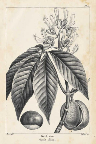 Vintage Buckeye Tree White Modern Wood Framed Art Print with Double Matting by Nuttall, Thomas