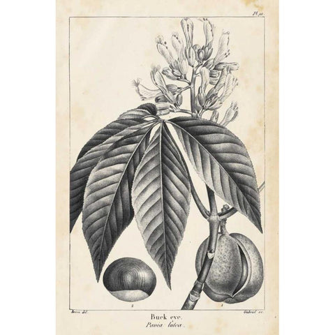 Vintage Buckeye Tree Gold Ornate Wood Framed Art Print with Double Matting by Nuttall, Thomas