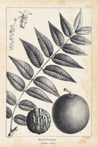 Vintage Black Walnut Tree White Modern Wood Framed Art Print with Double Matting by Nuttall, Thomas