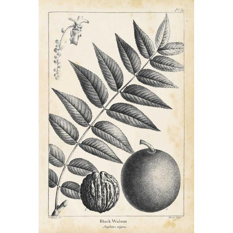 Vintage Black Walnut Tree Black Modern Wood Framed Art Print with Double Matting by Nuttall, Thomas